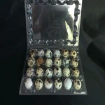 Plastic quail egg tray , quail egg cartons for sale ,quail egg packaging