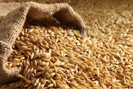 Quality Barley (Malting & Feed Barley)