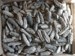 Quality Dried Sea Cucumber/ Prickly/ Spiky / Spiny / Thorny for sale
