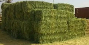 Quality Rhodes Grass Hay