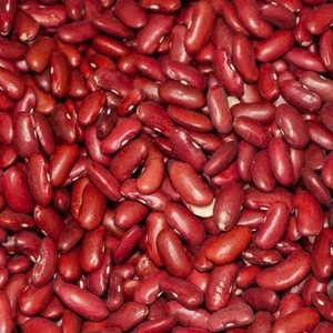 Red Kidney Beans Organic and Wholesale!