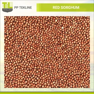Red Sorghum Grain, Sorghum Wholesale Supplier