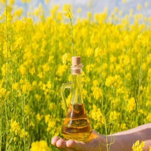 Refined Rapeseed Oil for Sale/Cooking Refined Canola Oil