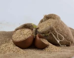 Rich Taste of Natural White Sesame Seed at Lowest International Price
