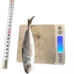 Seafood No Salt Fish Frozen Horse Mackerel Box Packaging Nature with 1 Year,12months Shelf Life Land Frozen Salt Preserved IQF
