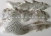 Silver Pheasant feathers-2-3 inches long