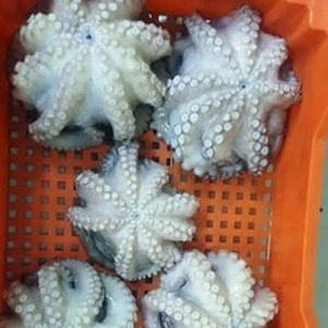 Small octopus/frozen seafood raw small octopus for sale baby octopus