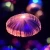 Import Solar LED Fiber Optic Jellyfish Spike Light Holiday Decoration Garden holiday party Christmas Landscape Light from Pakistan