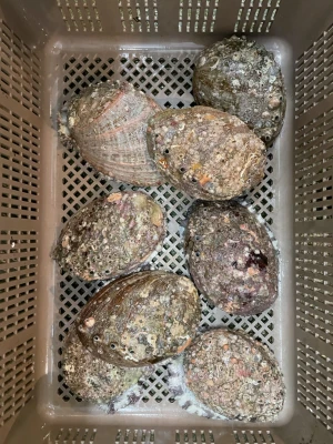 Special technique potential fishermen fresh mollusques abalone