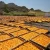 Import Sun Dried/Preserved Apricot/Open Air Dried Apricot for sale from Germany