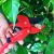 Import Taiwan 2 IN 1 Function PTFE Ratchet Pruning Shears l SK5 High Carbon Steel l PTFE non-stick treatment l one cut or ratchet from Taiwan