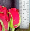 Tajmahal Indian Roses/Valentine Red Roses/Fresh Cut Flowers!