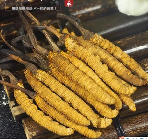 Tibet naqu cordyceps sinensis plateau cordyceps  Wholesale Tibet naqu cordyceps sinensis  Authentic dried caterpillar fungus