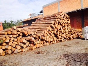 Timber raw materials