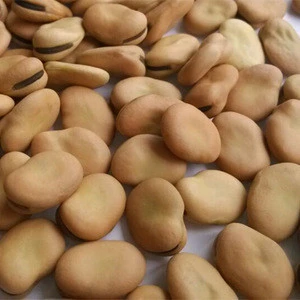 Top Grade  wholesale high quality dried broad beans/fava beans price