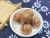 Import wholesale Bulk raw cream  macadamia nuts in shell from China