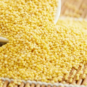 Wholesale cheap price 100% organic hulled yellow millet for Sell