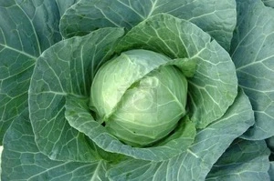 Wholesale Pure Fresh Round White Cabbage