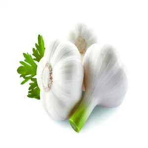 Worldwide Fresh Garlic Affordable