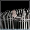 Y type security fence with barbed wire for airport or prison ( Gold Supplier / manufacturer)