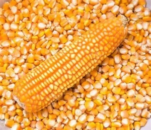 Yellow Corn Maize Grain