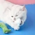 Import cute animal-shaped cat plush, durable soft and resilient toys from China