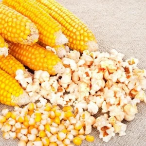 Yellow Maize, Dried Yellow Corn, Popcorn, White Corn Maize for