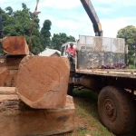 Timbers for export : Teak and Afzelia