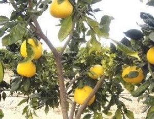 Citrus Fruit