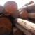 Import Sell TALI, Sapelli and OTHER WOODS SPECIES from South Africa