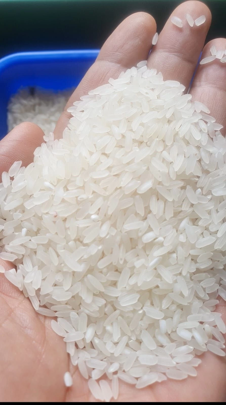 Buy Abusato Rice from Abusato Global Export, Indonesia | Tradewheel.com