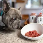 Raw Pet Food