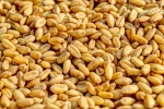 High Protein Milling Wheat