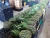 Import Colombian Grown Fresh Pineapples  Oro Miel (MD2) from USA