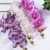 Import Natural real Touch Latex Moth Orchid Artificial Flower Butterfly Orchid for fake orchid decorative flowers from China