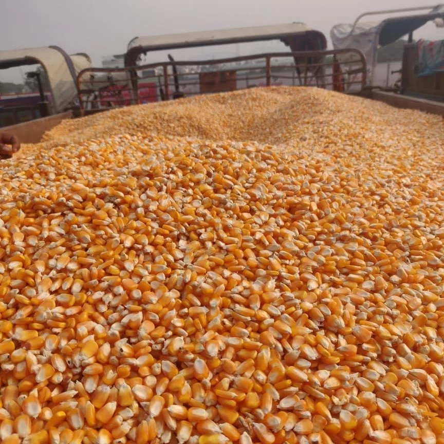 Buy Grade 1 Non Gmo White And Yellow Corn/maize from jaruwan, Tanzania |  Tradewheel.com