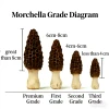Brown Morchella from China