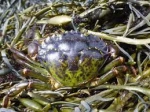 Green crab