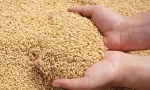 SOFT WHEAT