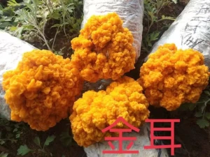 Goldern ear Mushroom Supplier