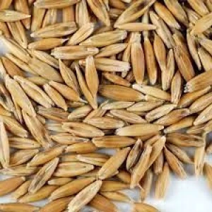 whole oat with husk