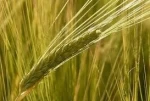 Barley
