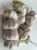 Import 5.5-6.0CM Fresh Garlic from China