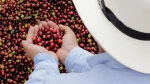 Supremo // EP green coffee beans Colombian coffee