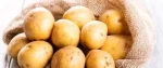 wholesale potato potato supplier fresh potato