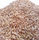 high quality barley