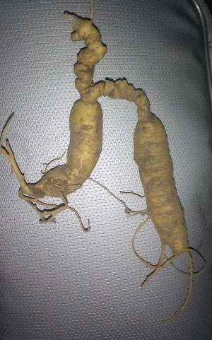 Wild American Ginseng roots