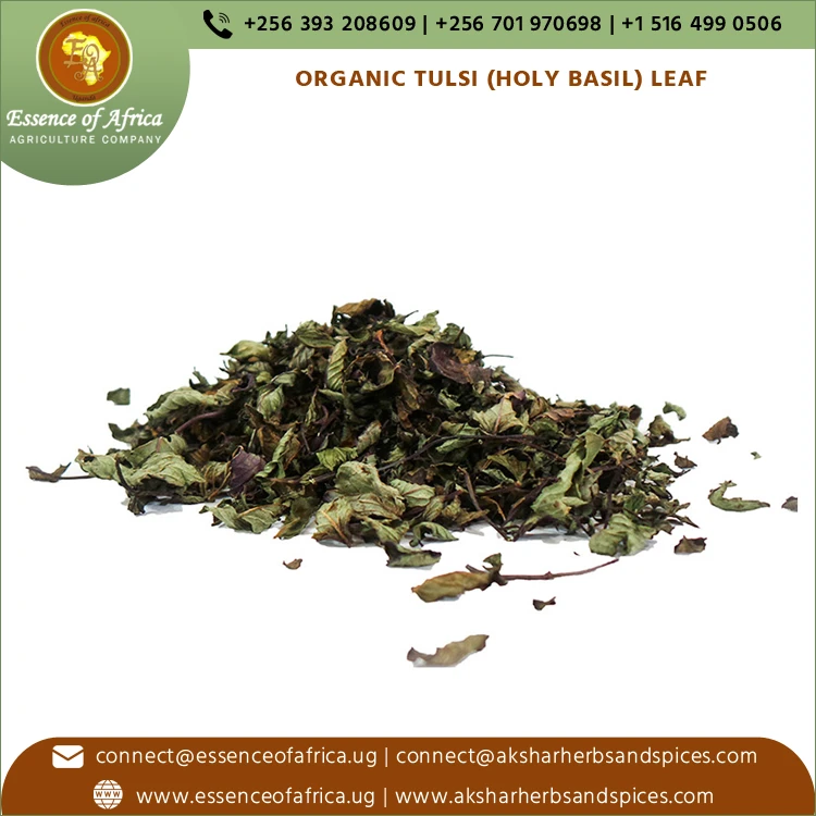 100% Pure Latest Crop Best Quality Organic Tulsi (Holy Basil) Leaves
