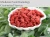 Import 2015 ningxia fresh goji berries with best quality from China