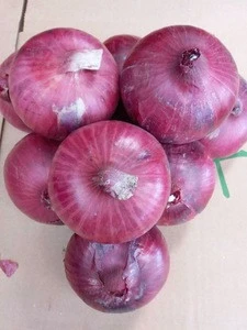 2017 fresh onion